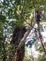 Kretzschmaria deusta