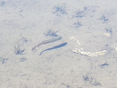 Salvelinus fontinalis