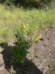 Crotalaria spectabilis