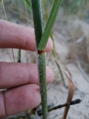 Sporobolus rigidus magnus