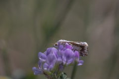Acontia lucida