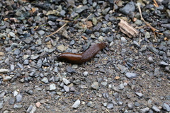 Arion