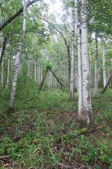 Betula pubescens