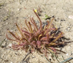 Drosera cistiflora