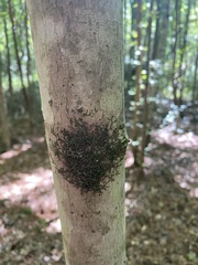 Frullania