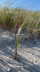 Ammophila breviligulata