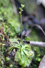 Drosera spatulata