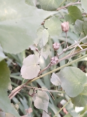 Abutilon trisulcatum