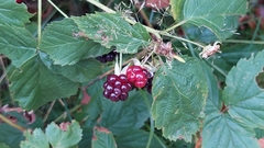Rubus idaeus
