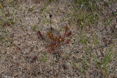 Drosera anglica