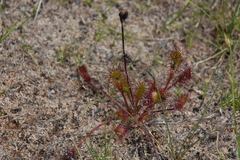 Drosera anglica