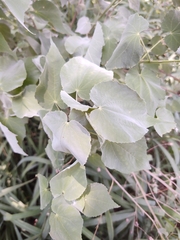 Abutilon trisulcatum
