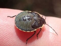 Chlorochroa