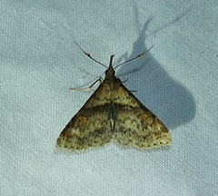 Renia discoloralis