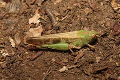 Aiolopus strepens