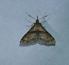 Renia discoloralis