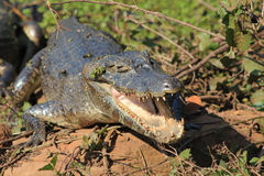 Caiman yacare