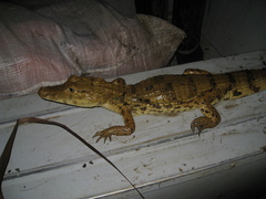 Caiman