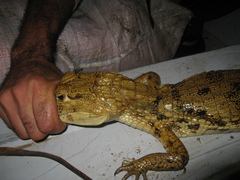 Caiman