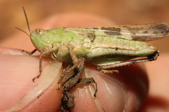 Aiolopus strepens
