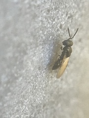 Pteromalidae