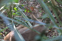 Mazama gouazoubira