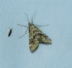 Petrophila avernalis