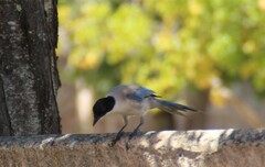 Cyanopica cooki