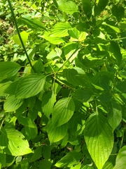 Cornus alternifolia