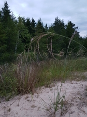 Sporobolus rigidus magnus