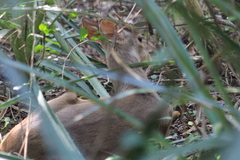 Mazama gouazoubira