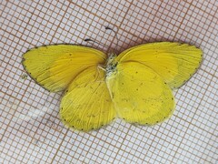 Eurema brigitta