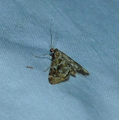 Petrophila avernalis