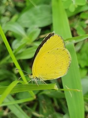 Eurema brigitta