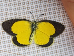 Eurema brigitta