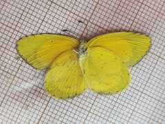 Eurema brigitta