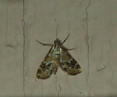 Petrophila avernalis