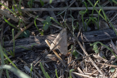 Spodoptera exigua