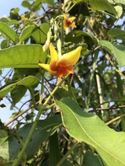 Mandevilla