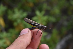 Stethophyma lineatum