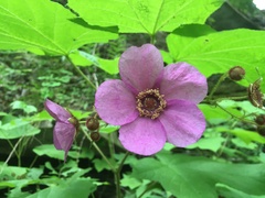 Rubus odoratus