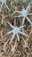 Pancratium maritimum
