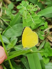Eurema brigitta