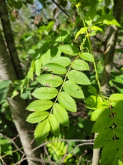 Sorbus americana