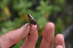 Stethophyma lineatum