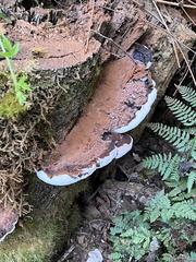 Ganoderma