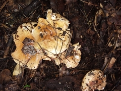 Tricholoma equestre