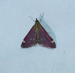 Pyrausta grotei