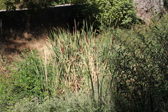 Typha