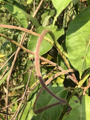 Mandevilla